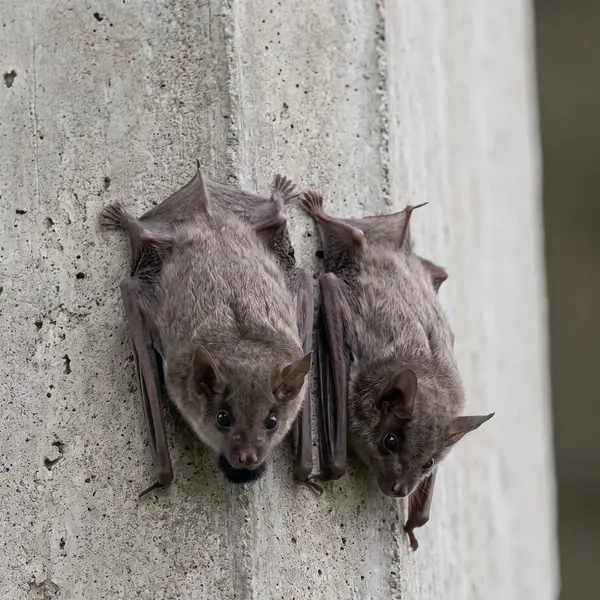 Two black-bearded tomb bats resting on a concrete wall, one showing the dark beard under its chin