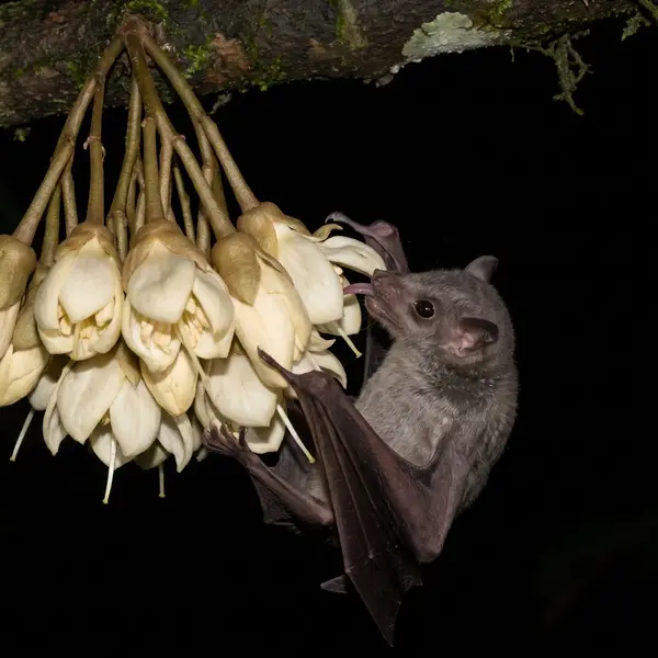 Grey-brown cave nectar bat with its long tongue out, feeding at a cluster of creamy durian flowers at night