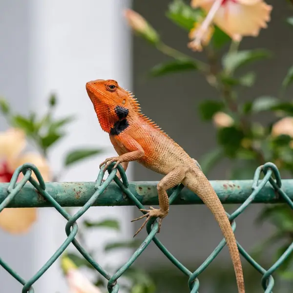 Illustration of a male changeable lizard with an orange-red head, black throat patch and spiky crest perched on a wire fence