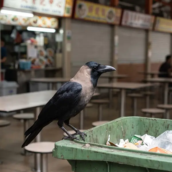 Illustration of a house crow with glossy black face and crown and a grey collar perched on the rim of a bin at a hawker centre