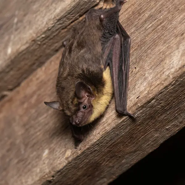 Lesser Asiatic yellow house bat clinging to a wooden roof beam, showing its brown back, yellowish belly and pointed ears