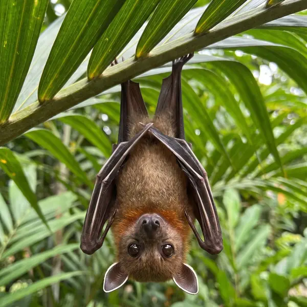 Lesser dog-faced fruit bat hanging from a palm frond, showing its white-edged ears, pale wing bones and orange collar
