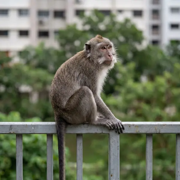 An adult long-tailed macaque sitting on a metal railing beside a Singapore housing estate, showing its grey-brown fur, pale whiskers and very long tail
