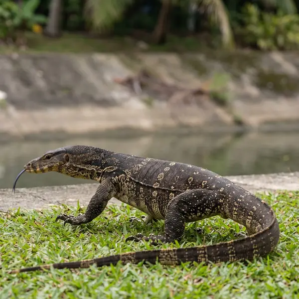Illustration of a Malayan water monitor with a dark body and small pale spots walking on grass beside a canal, forked tongue out