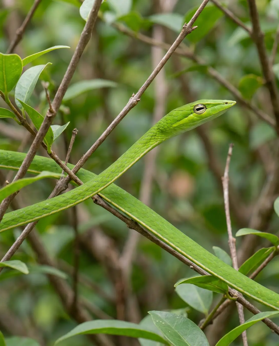 Oriental whip snake among twigs, bright green and very thin, with a long pointed snout and horizontal pupil