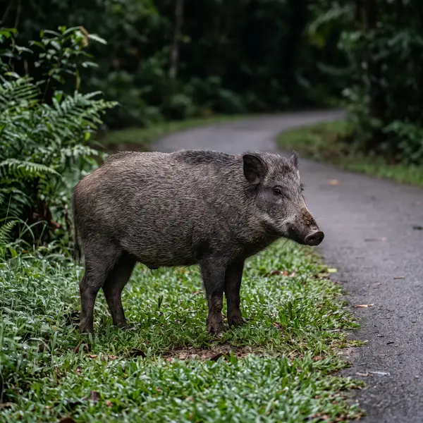 A wild boar standing on the grassy edge of a forest path, showing its bristly dark grey coat, long snout and upright ears